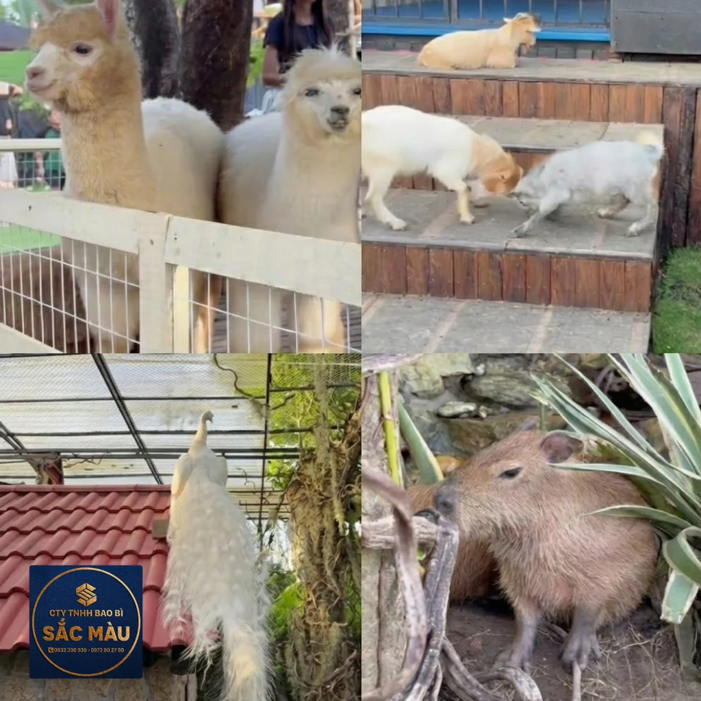 Tổng hợp các quán cafe thú cưng chó mèo siêu hot tại Cần Thơ