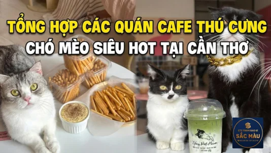 Tổng hợp các quán cafe thú cưng chó mèo siêu hot tại Cần Thơ