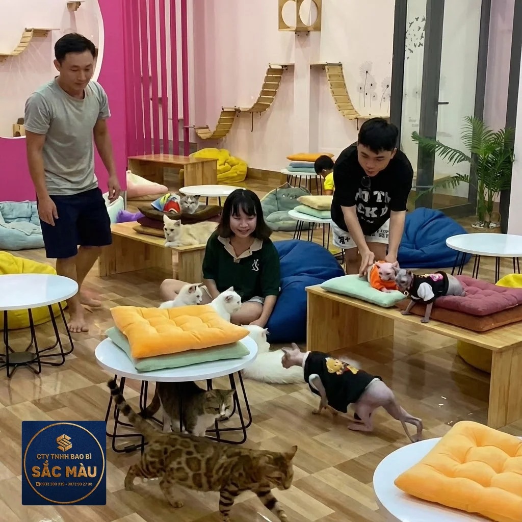 quán cafe mèo Cần Thơ