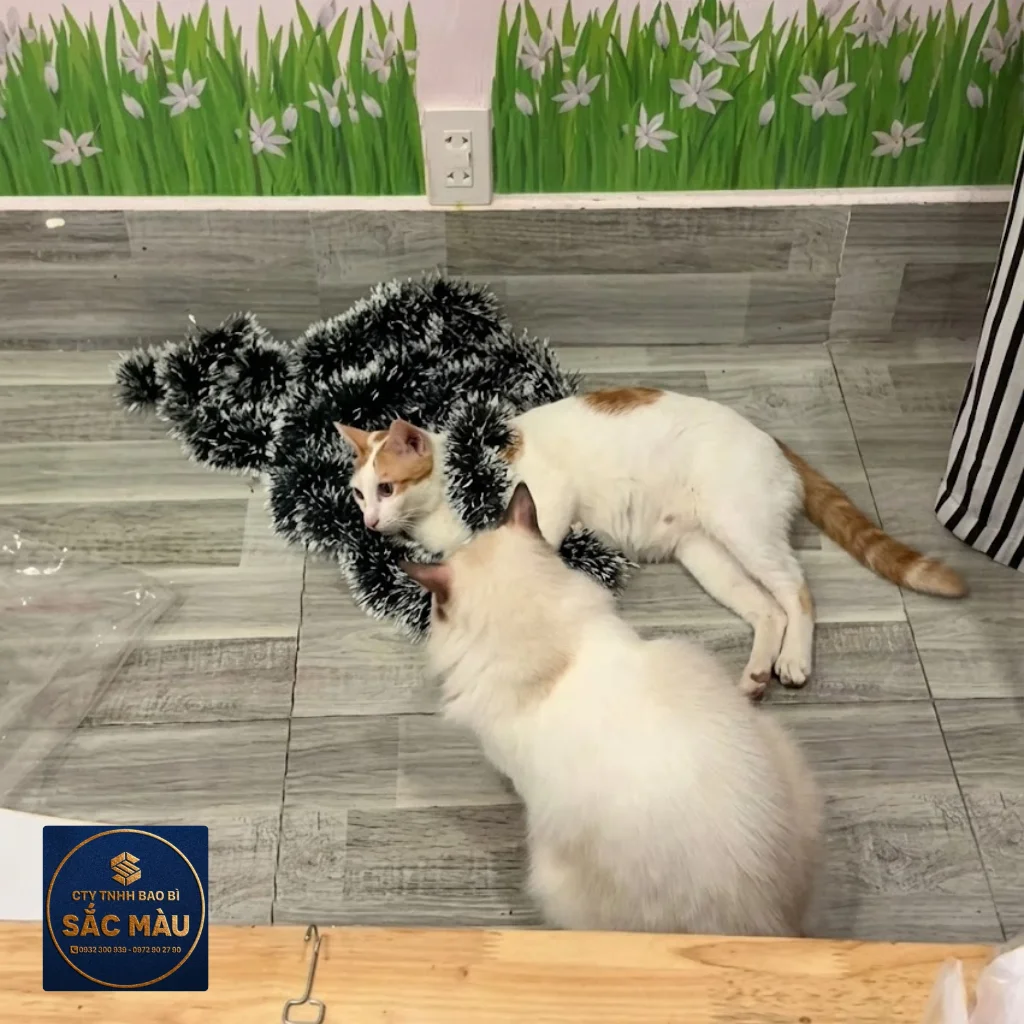 cafe mèo Cần Thơ