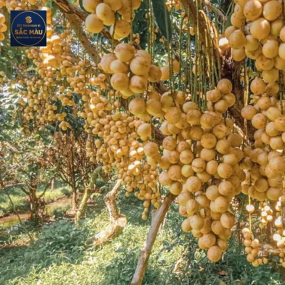 Cần Thơ có đặc sản gì làm quà? Top 8 đặc sản không nên bỏ lỡ