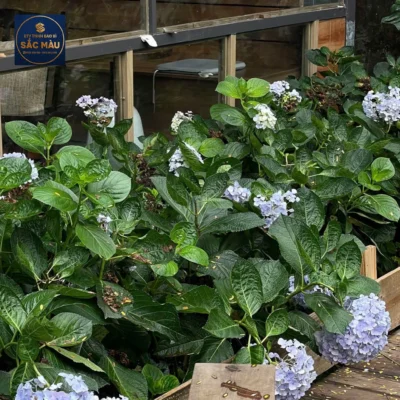 Lam Cafe Cần Thơ – Nơi bình yên giữa nhịp sống ồn ào